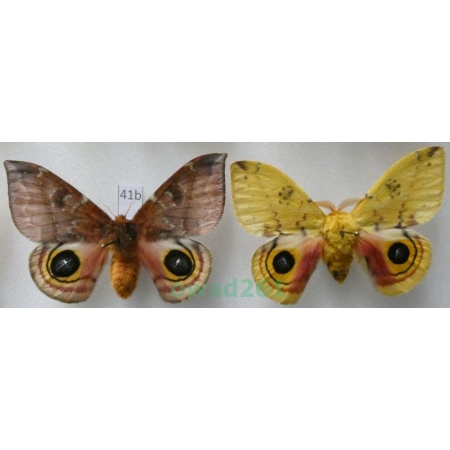 Automeris io (Fabricius, 1775) pair ex. ovo USA41b